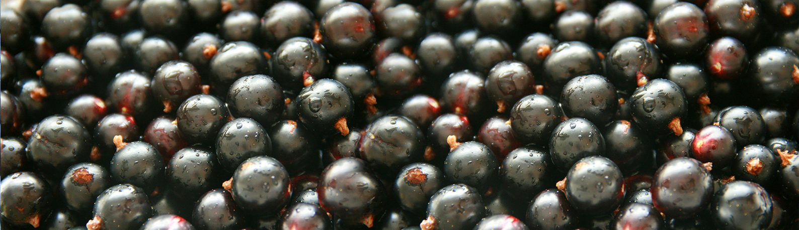 Blackcurrants
